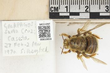 Media type: image;   Entomology 810858 Aspect: labels